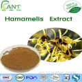 Fuente de fábrica Pure Planta Natural Extractos de hamamelis de extracto de hamamelis de bruja